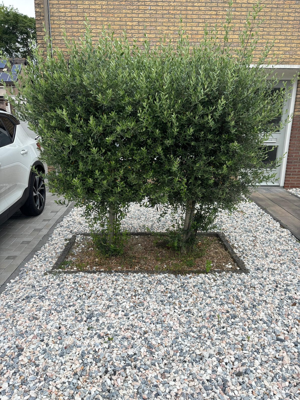 2x Olijfboom, Ophalen, Overige soorten, 100 tot 250 cm