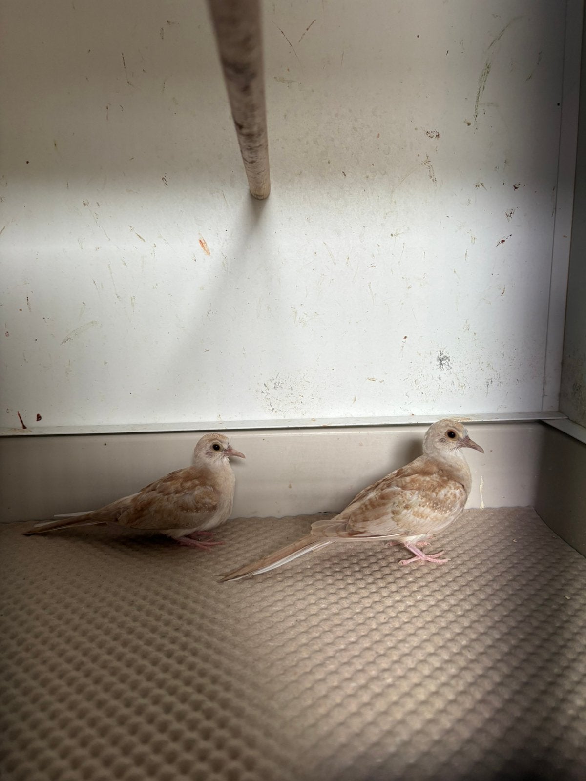 2 mooie diamantduiven te koop, Meerdere dieren