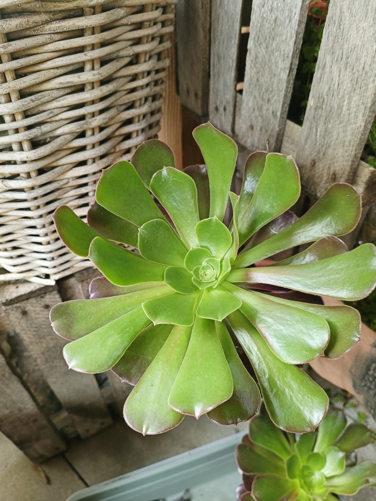aeonium zwartkop, Ophalen of Verzenden, Overige soorten, Volle zon