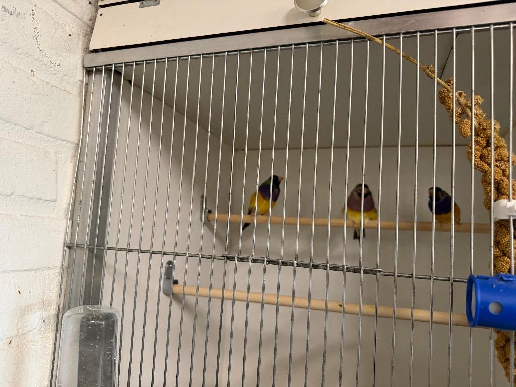 Goulds amadine, Dieren en Toebehoren, Mannelijk, Tropenvogel