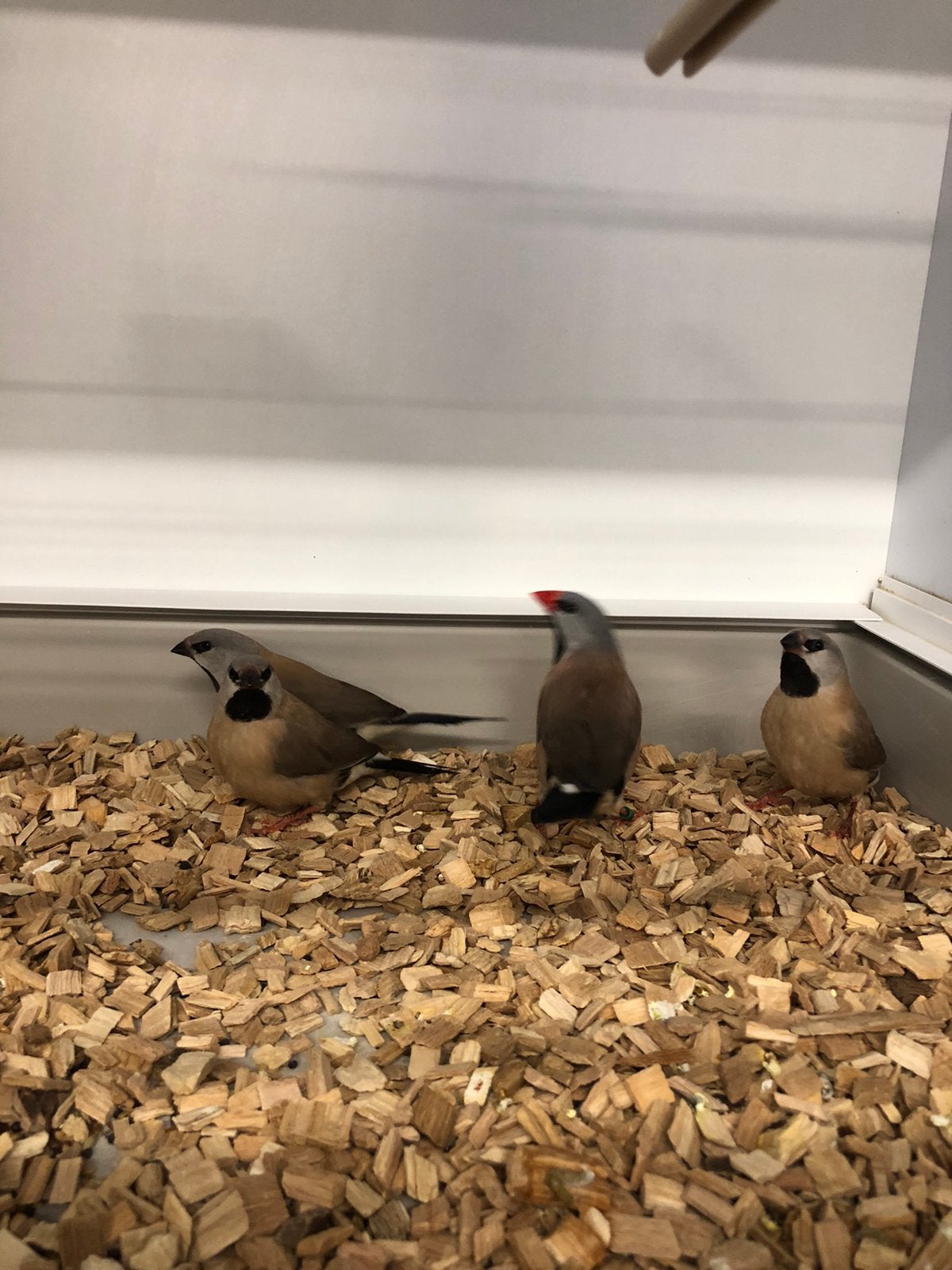 Spitsstaartamadine, Dieren en Toebehoren, Vogels | Overige Vogels, Meerdere dieren