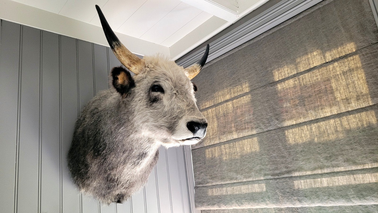 Nieuw Opgezette Stepperund - Taxidermie Koe. Opgezet dier, Verzamelen, Ophalen, Nieuw, Boerderijdier, Opgezet dier