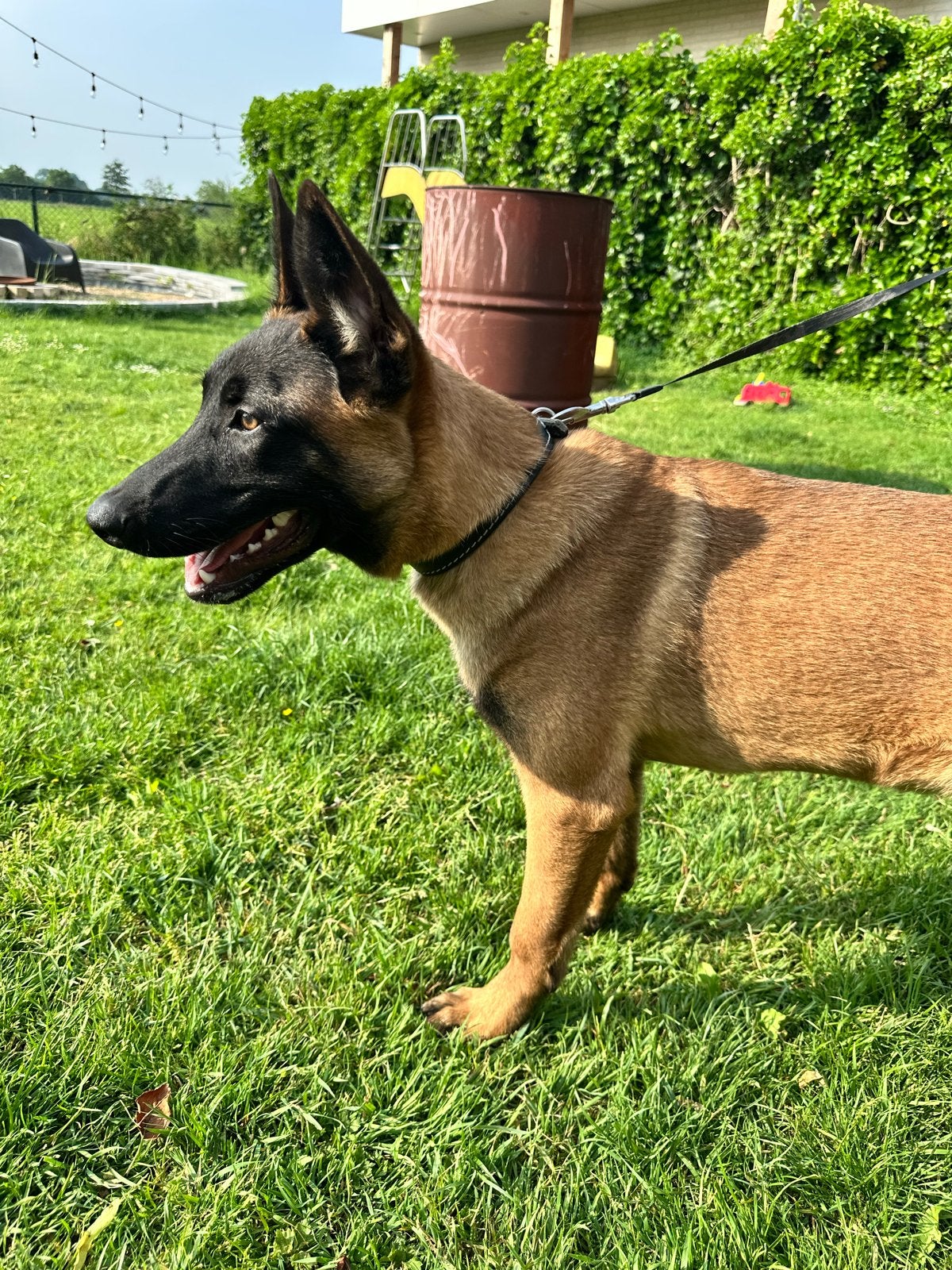 Prachtige Mechelse herder reu Kaj, 15 weken tot 1 jaar, Reu, Eén hond, Herder