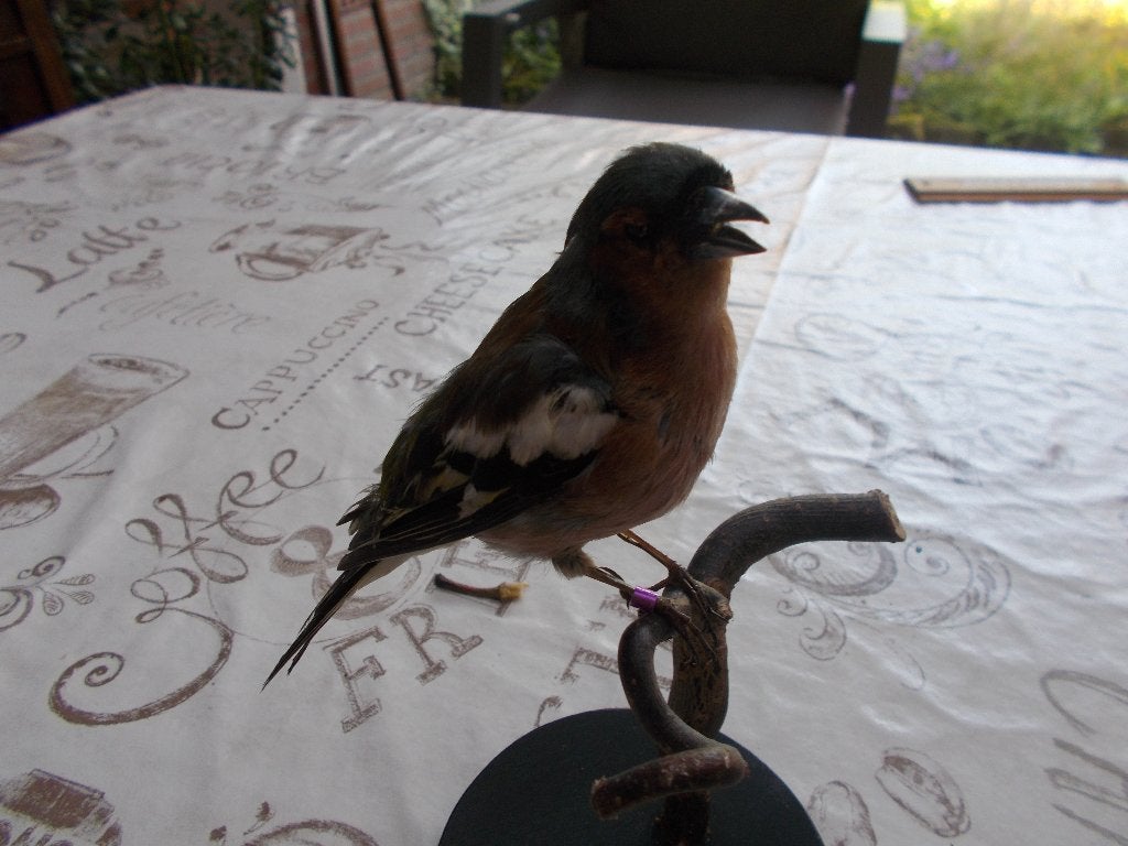geprepareerde vink, Ophalen of Verzenden, Nieuw, Vogel, Opgezet dier