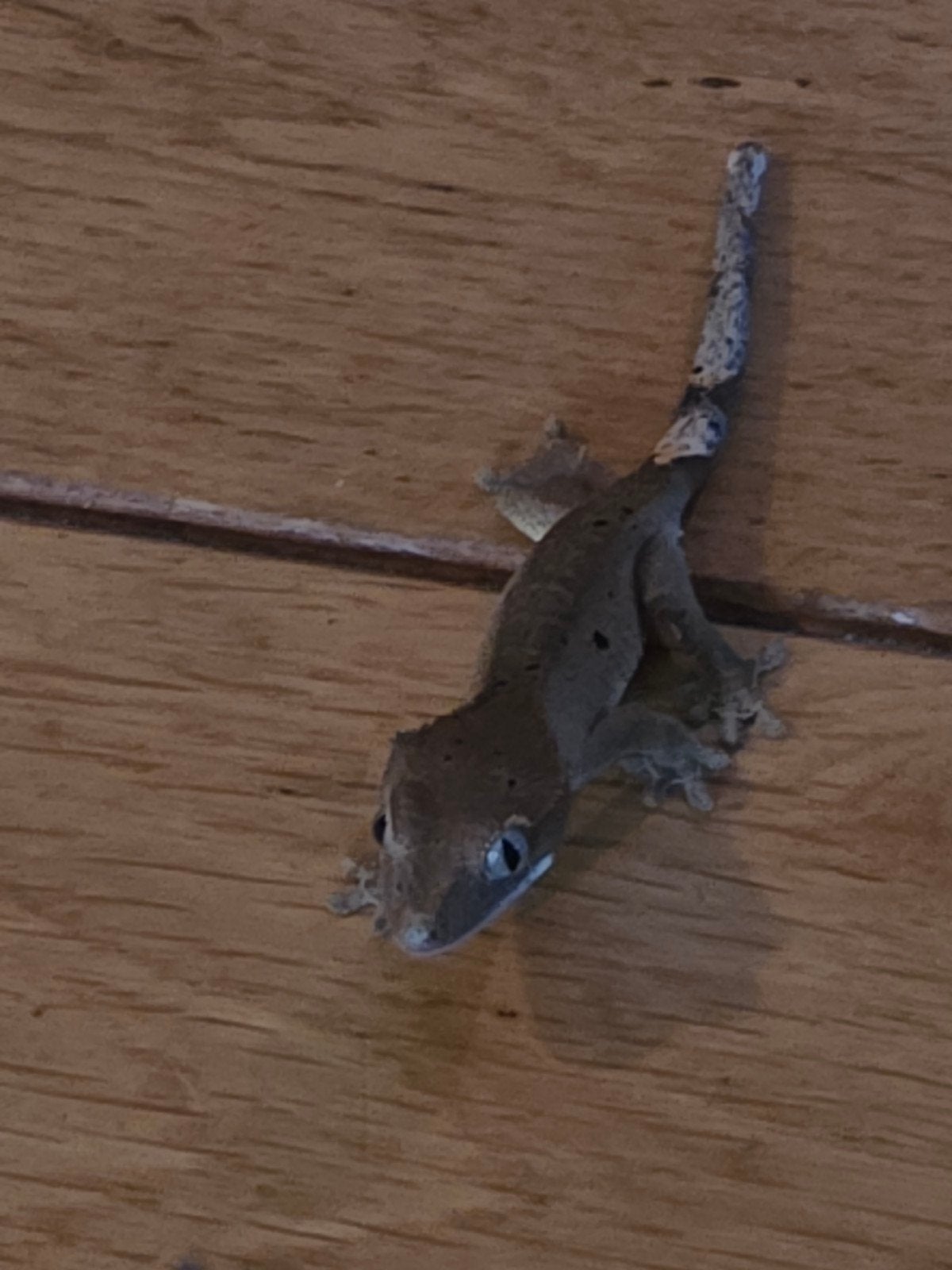 Jonge Wimpergekko, Hagedis, 0 tot 2 jaar