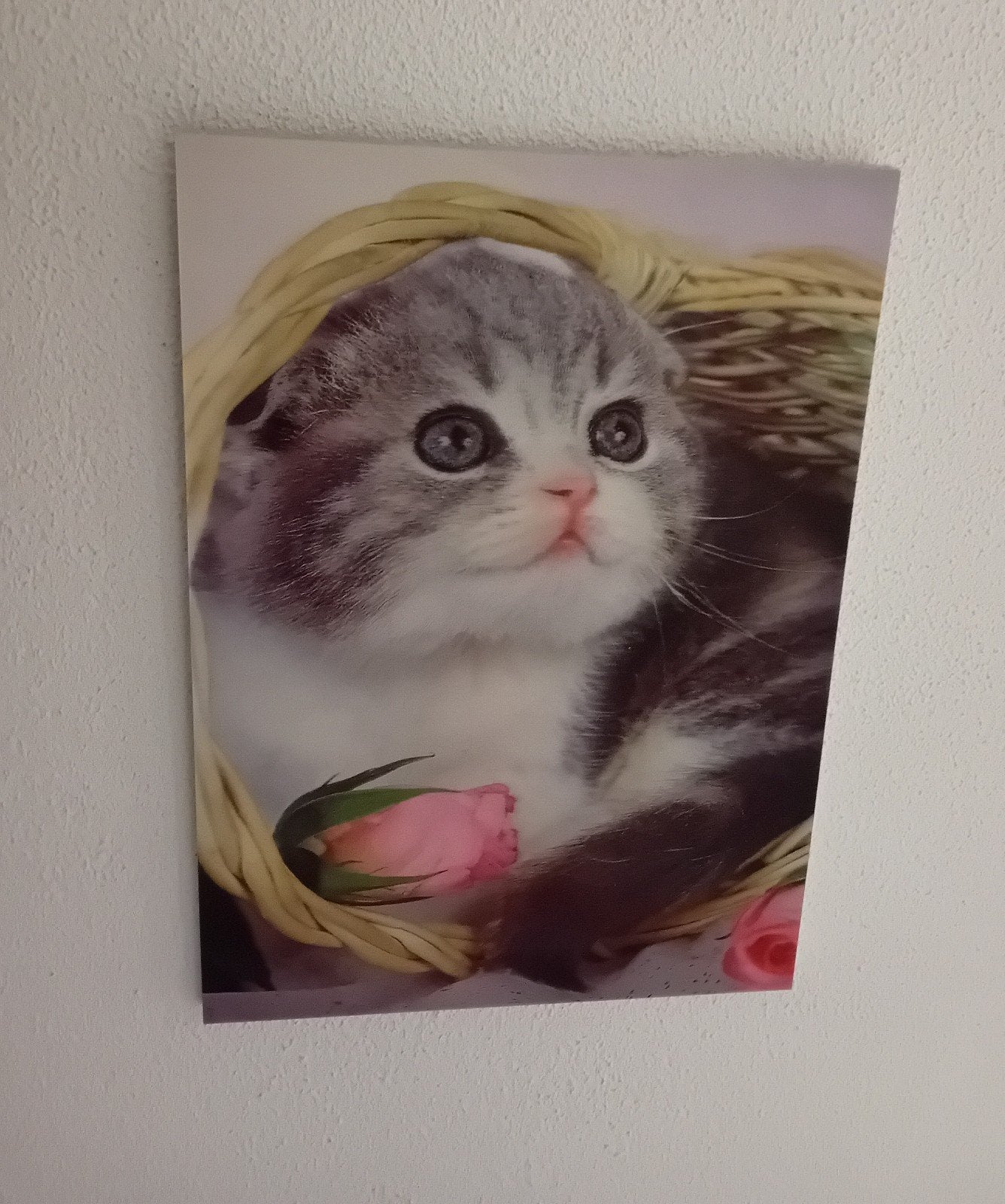 Leuke Katten 3D canvassen - Set van 3, Minder dan 50 cm, Ophalen of Verzenden, Zo goed als nieuw, Foto of Poster