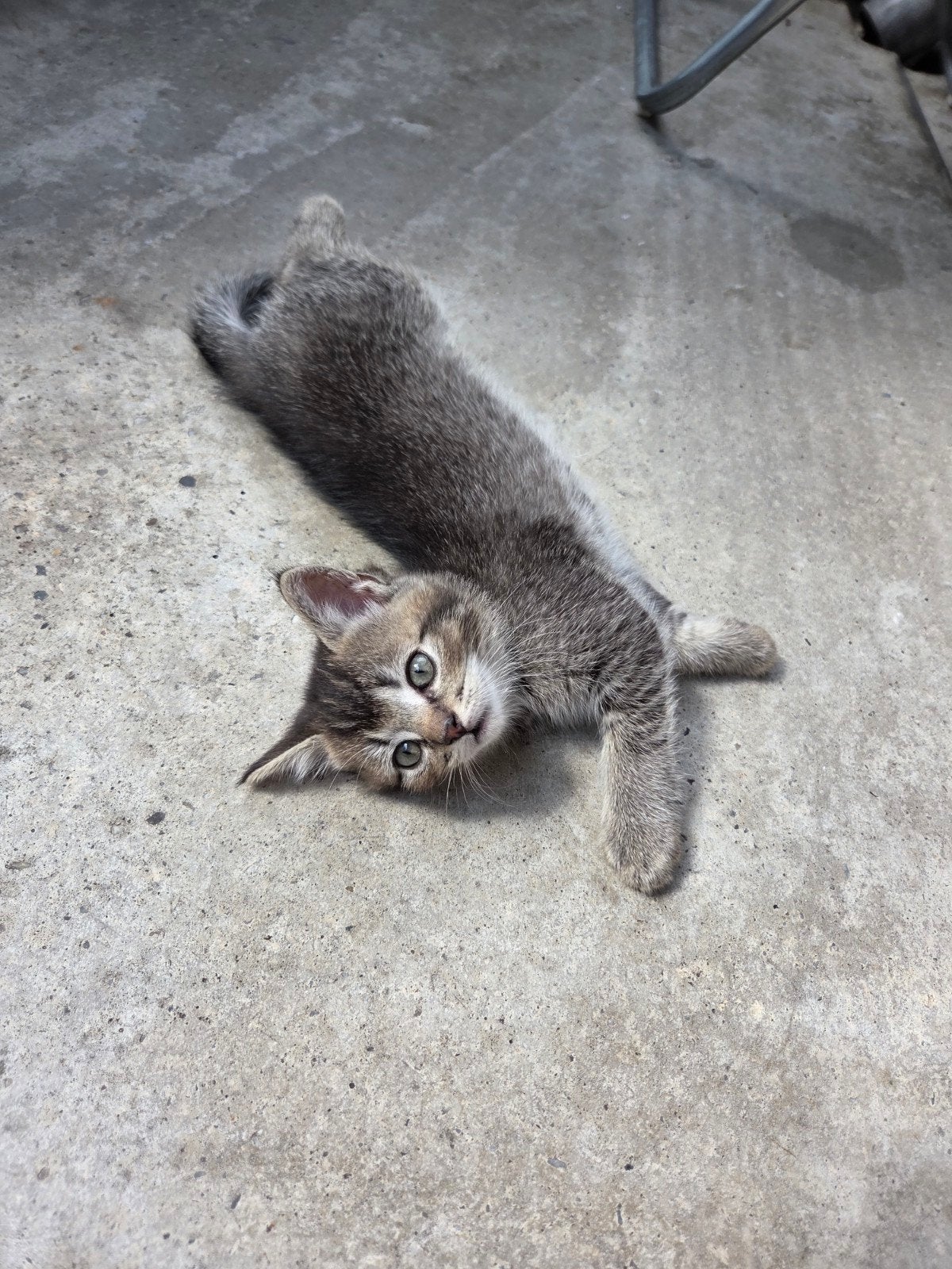 british shorthair, Kater