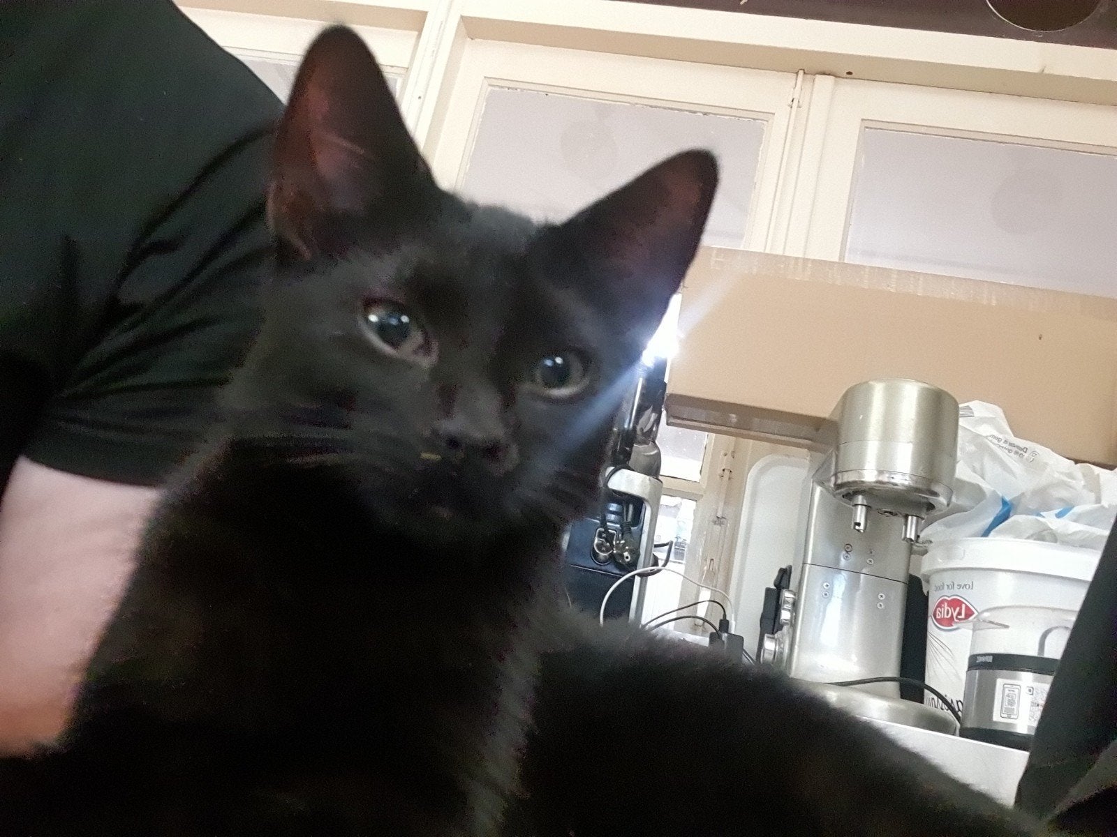 kat, Dieren en Toebehoren, Katten en Kittens | Dekkaters, 0 tot 2 jaar