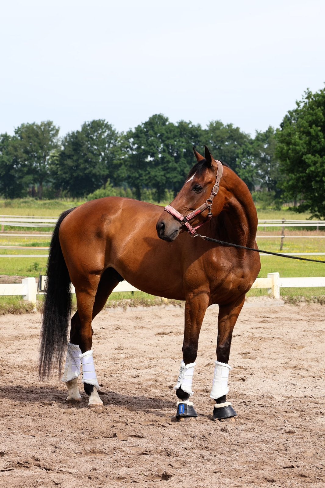 Knappe 10 jarige ruin, Dieren en Toebehoren, Met stamboom, Ruin, M, Dressuurpaard