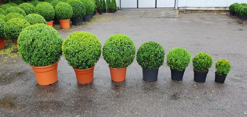 Buxus bollen in verschillende maten aangeboden, Ophalen, Bloeit niet, Overige soorten