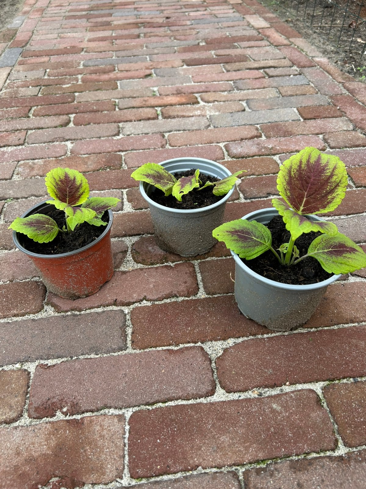 Siernetel Coleus, Tuin en Terras, Planten | Tuinplanten, Ophalen, Overige soorten, Volle zon