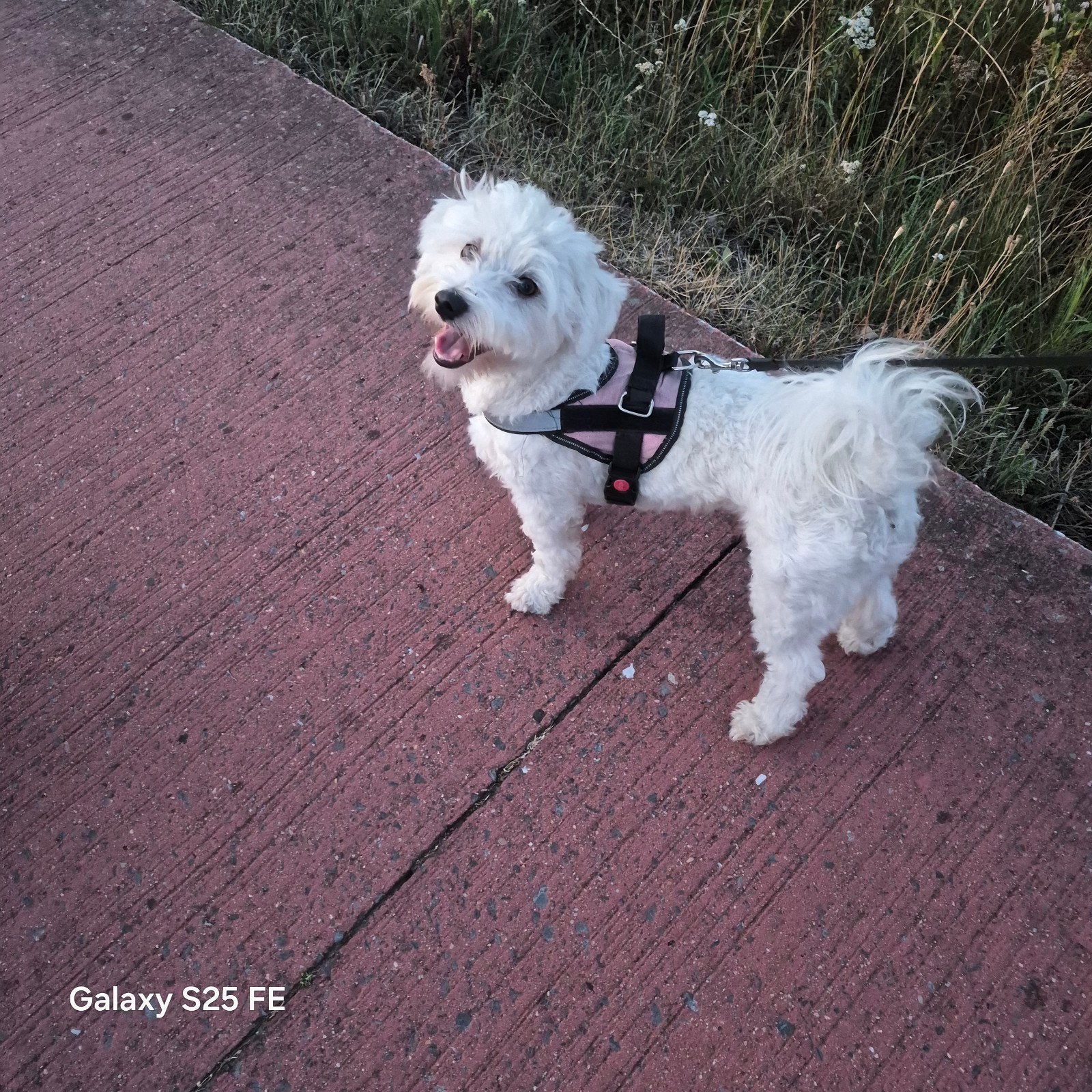Maltezer, België, Maltezer, Particulier, Reu
