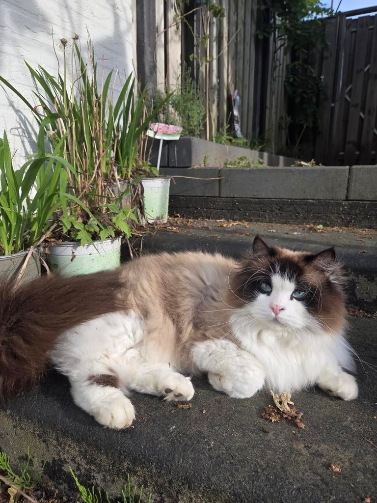 Ragdoll gecastreerde kater, Dieren en Toebehoren, Katten en Kittens | Raskatten | Langhaar, Kater, 0 tot 2 jaar, Gechipt, Ontwormd