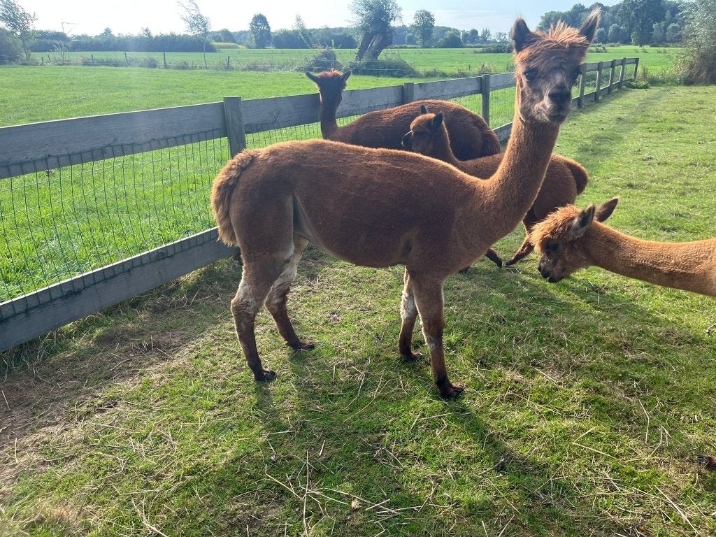 Mooie bruine alpaca merrie Brownie te koop, December, Vrouwelijk