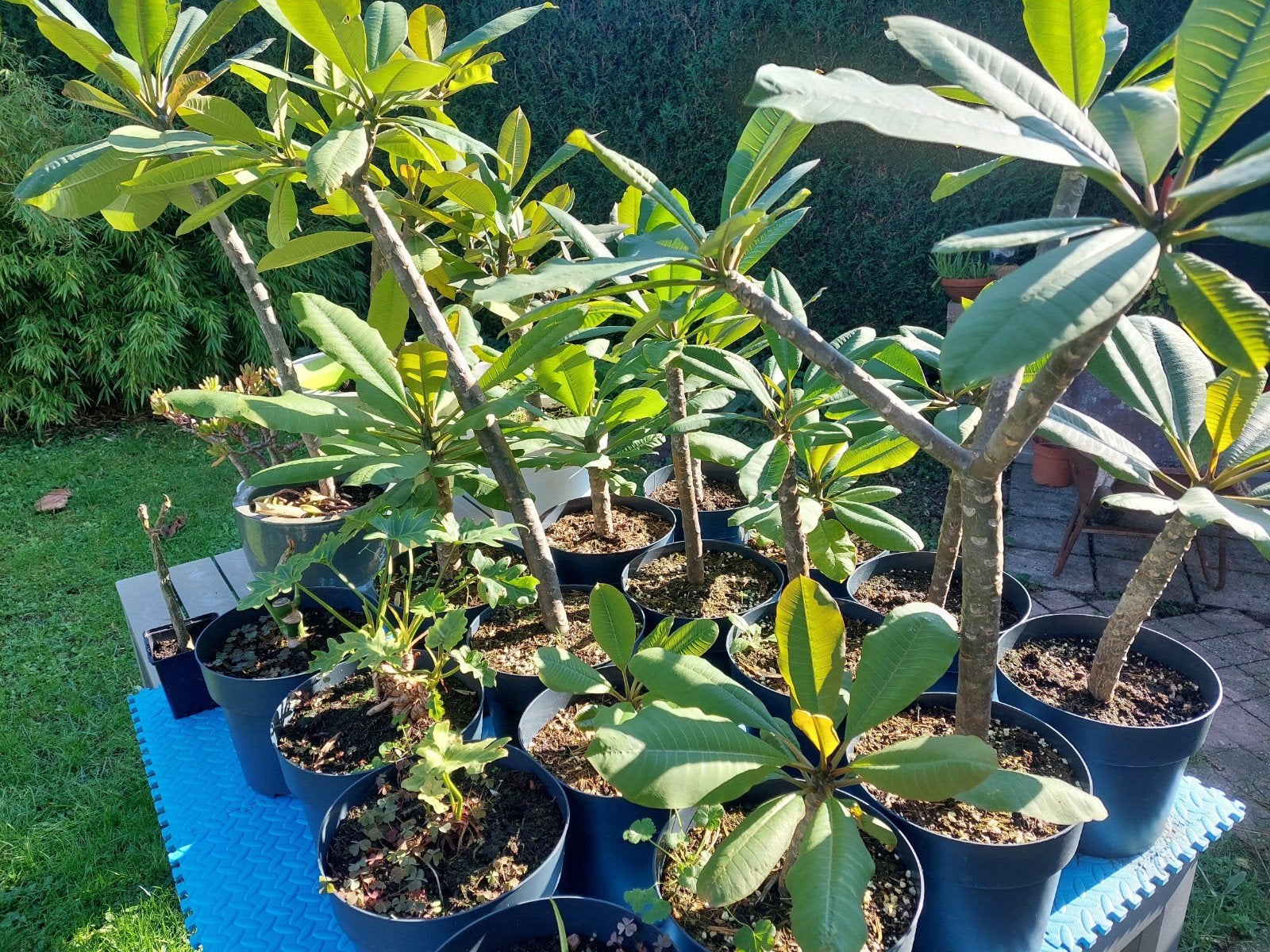 Plumeria planten (Frangipani), Tuin en Terras, Volle zon, Vaste plant, Zomer, Ophalen