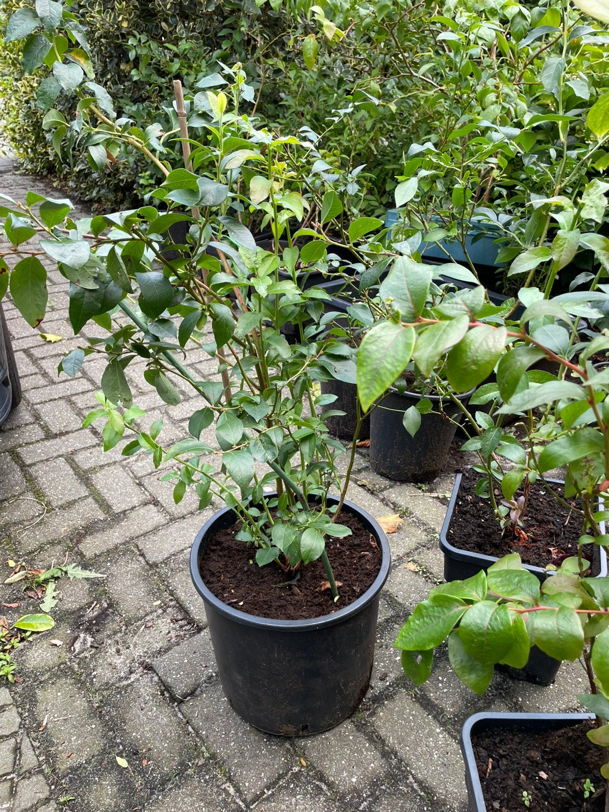 Blauwe bessenstruik biologisch, Ophalen, Overige soorten, 100 tot 250 cm