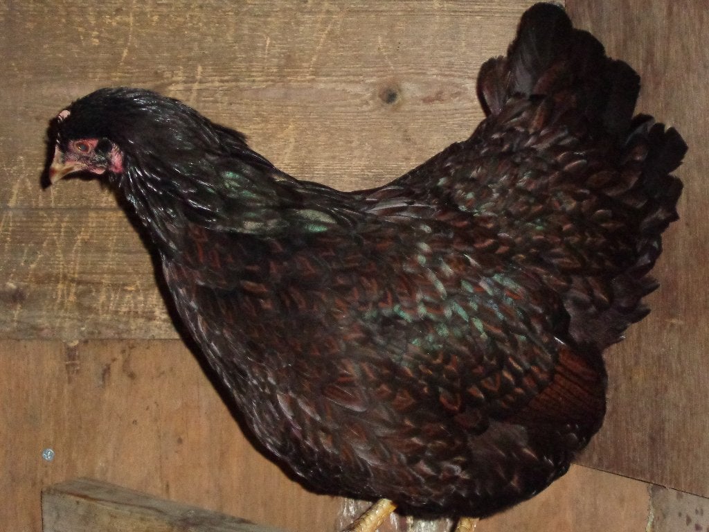 broedeieren barnevelder dubbelgezoomd groot, Dieren en Toebehoren, Pluimvee, Geslacht onbekend, Kip