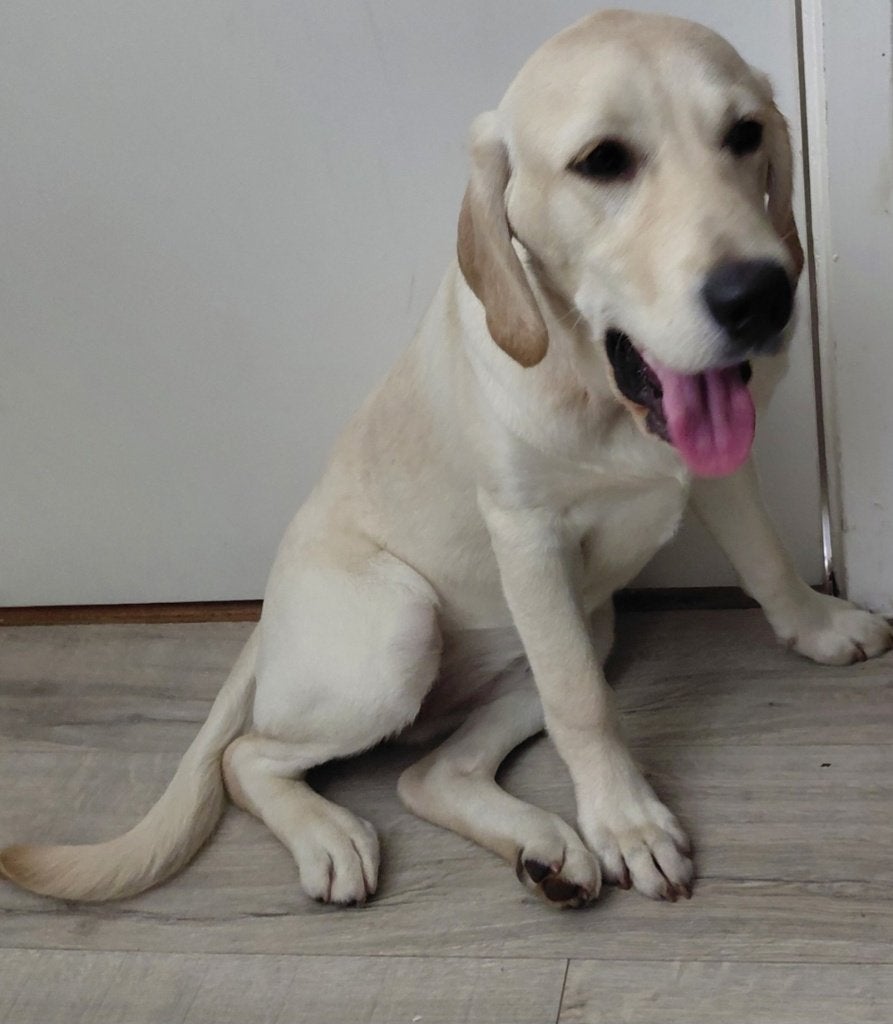 Pupy, Dieren en Toebehoren, Honden | Retrievers, Spaniëls en Waterhonden, Golden retriever, 15 weken tot 1 jaar, Teef, Parvo