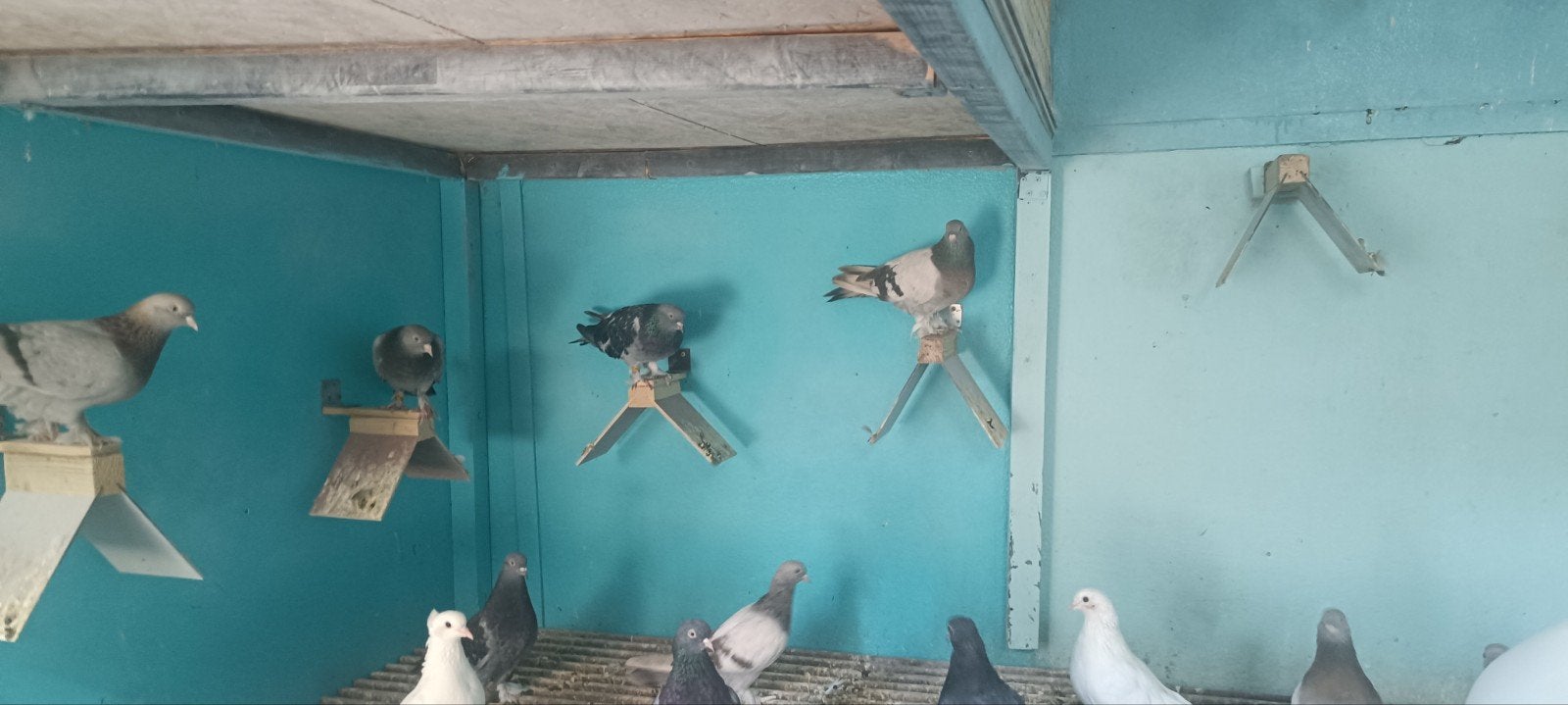 takla duiven, Dieren en Toebehoren, Vogels | Duiven