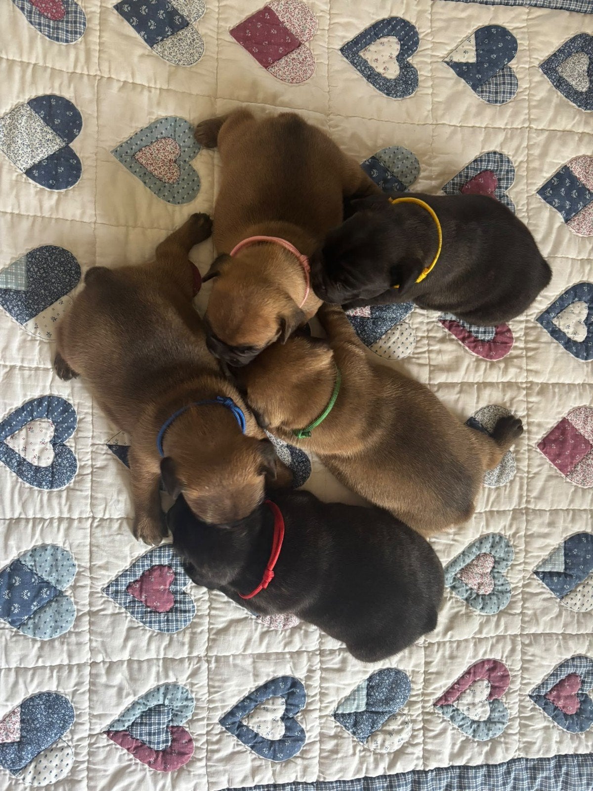 Franse bulldog puppy's, 8 tot 15 weken, Bulldog, Meerdere, Meerdere dieren