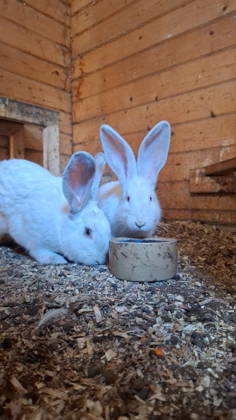 voedster Duitse reus Lotharinger, Dieren en Toebehoren, Vrouwelijk, Groot, 0 tot 2 jaar
