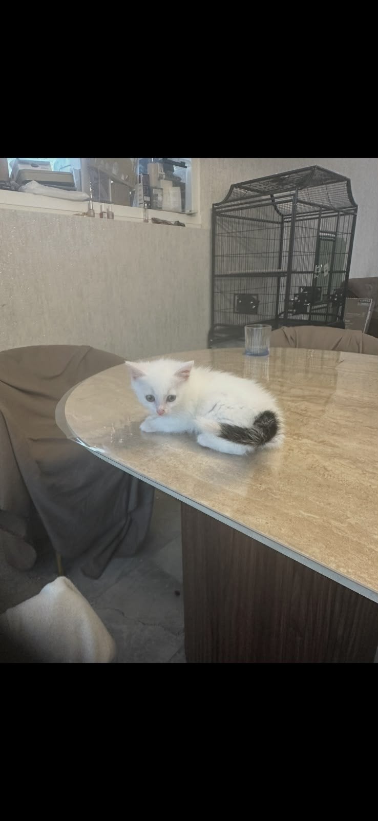Laatste kitten te koop! (Moet Z.S.M weg!), Geslacht onbekend, 0 tot 2 jaar