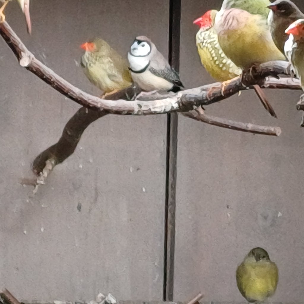 Te koop 2 Bichenow Astrildes, Dieren en Toebehoren, Mannelijk, Tropenvogel, Tam