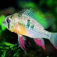 mikrogeophagus altispinosus €12,50, Vis