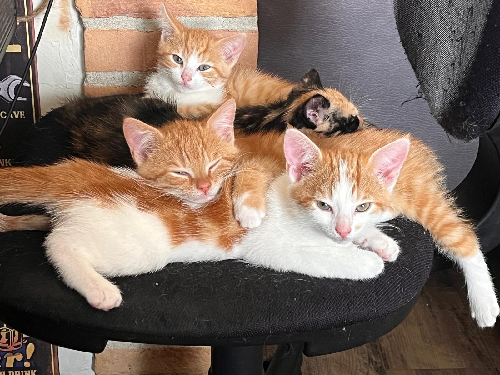 Lieve kittens, Meerdere dieren, Kortharig, 0 tot 2 jaar