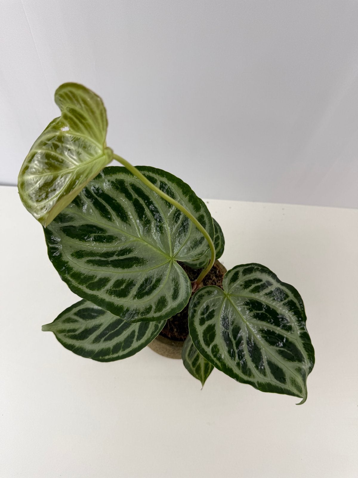 Anthurium Silver Blush Mint Mutatie #2, Overige soorten, In pot, Minder dan 100 cm, Groene kamerplant