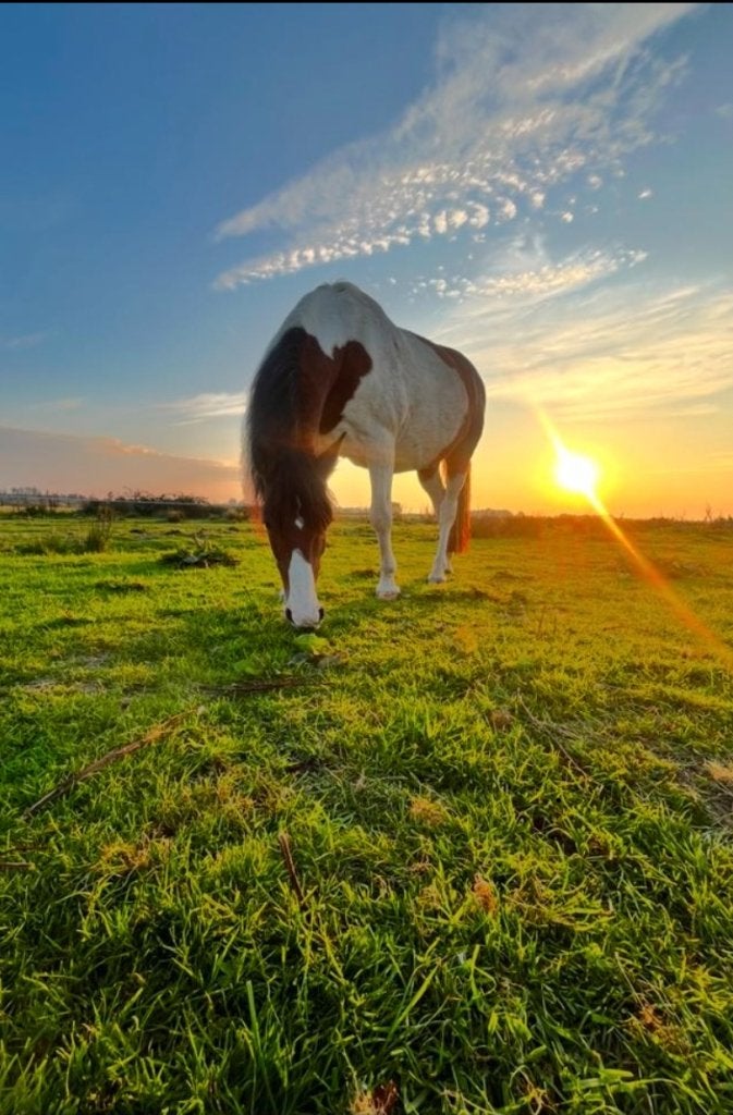 Verzorgster (12+) voor lieve pony gezocht  (2 dagen/ wk), Ophalen, Gebruikt