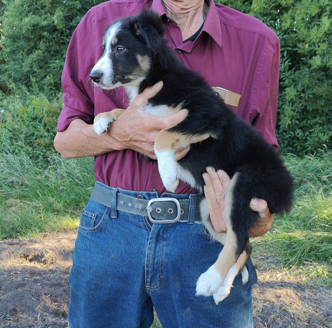 Bordercollie border collie pups met ISDS stamboom, Parvo, Overige rassen, 8 tot 15 weken, Meerdere