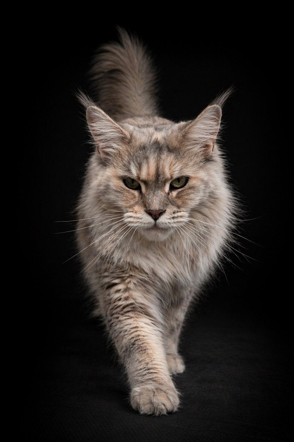 Herplaatsing maine coon poes, Dieren en Toebehoren, Poes