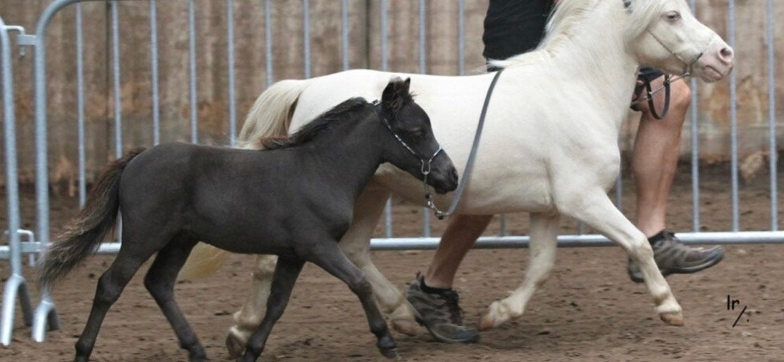 Goedgekeurde Falabella dekhengst 78 cm, Hengst