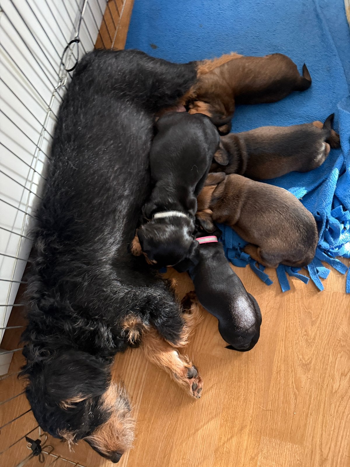 Teckel pups ruwhaar X korthaar, Dieren en Toebehoren, CDV (hondenziekte), Standaard, 8 tot 15 weken, Meerdere