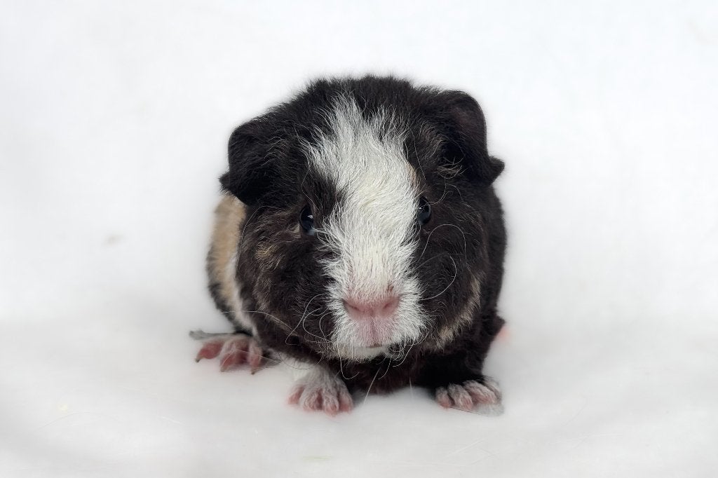 Lieve US Teddy Choco Creme Wit Zeugje, Dieren en Toebehoren, Knaagdieren, Cavia, Juni, Vrouwelijk, Tam