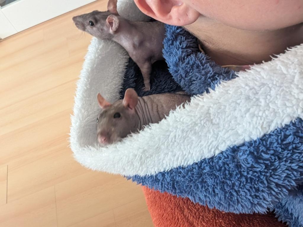 Twee tamme naaktratten, Dieren en Toebehoren, Knaagdieren, Rat, Vrouwelijk, November, Tam