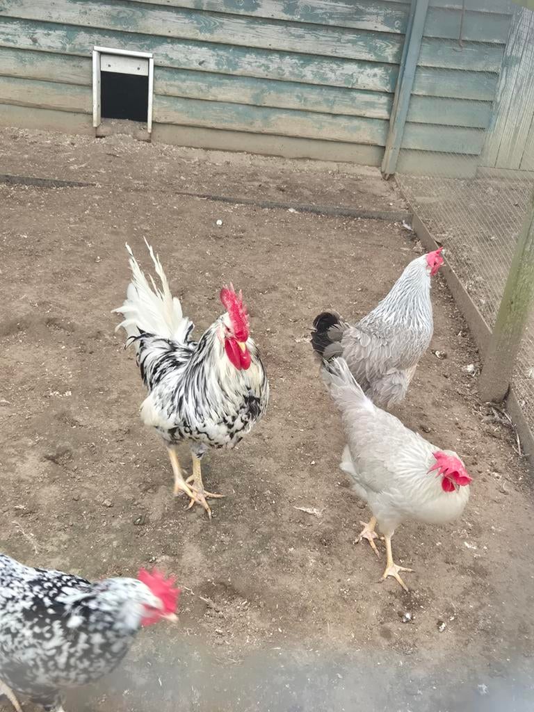 Leghorn kippen, Dieren en Toebehoren, Pluimvee, Meerdere dieren, Kip