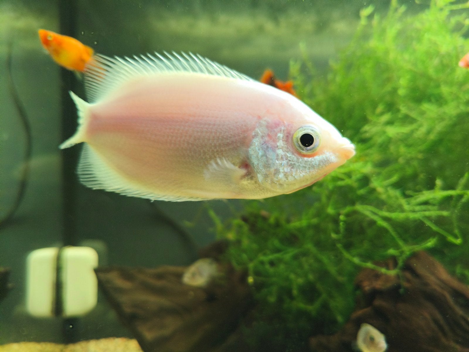 Zoenvis/ Goerami, Dieren en Toebehoren