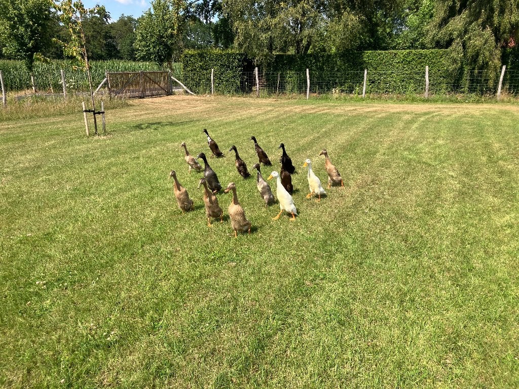 indische loopeenden, Dieren en Toebehoren, Meerdere dieren, Eend
