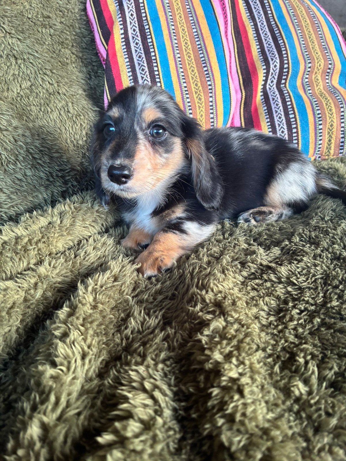 Langharige teckel pups (dwerg), Parvo, 8 tot 15 weken, Dwerg, Langhaar