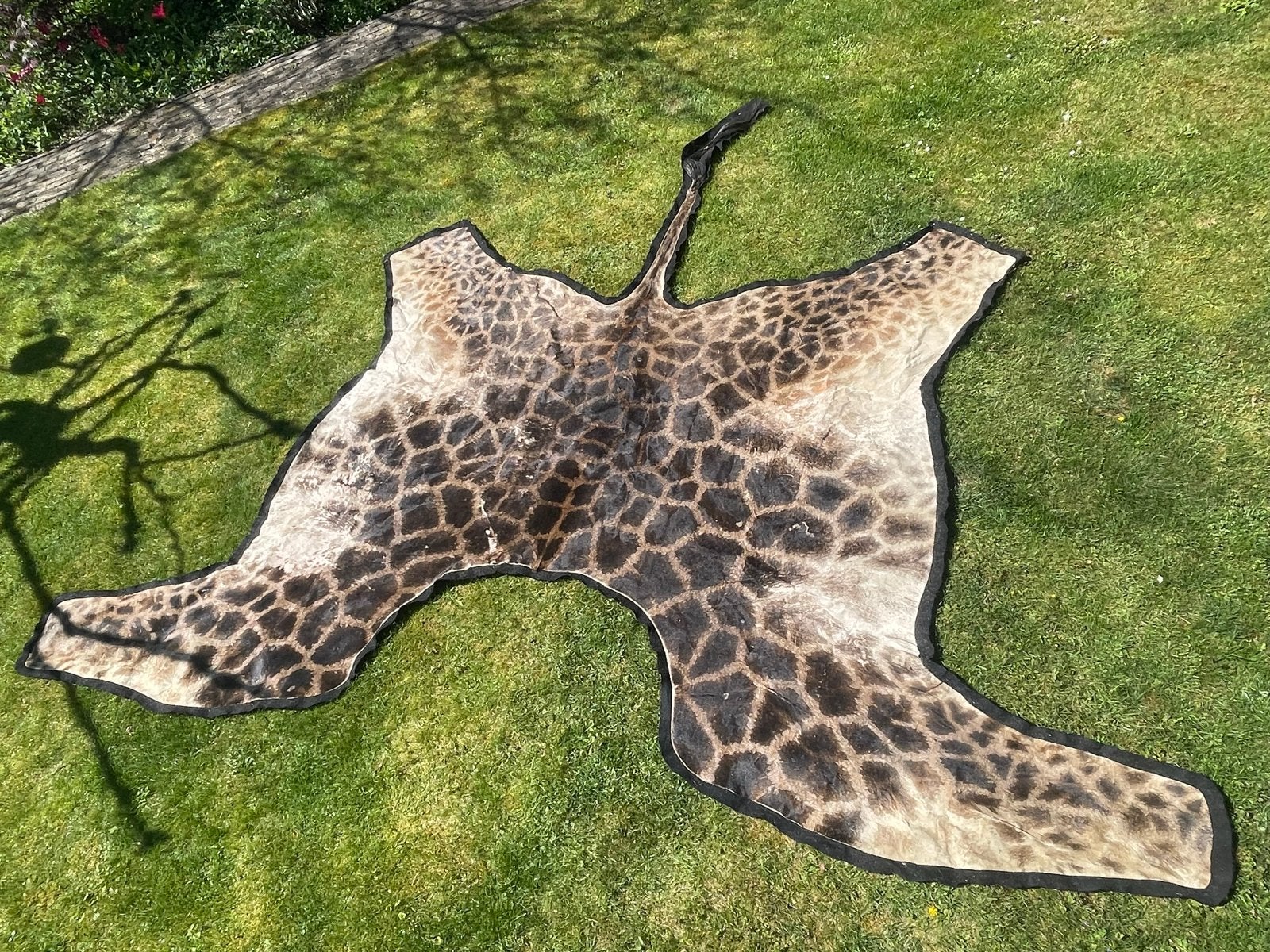 Vintage Giraffehuid uit Afrika - Zeer Groot Taxidermie, Gebruikt, Bruin, Ophalen of Verzenden, 200 cm of meer