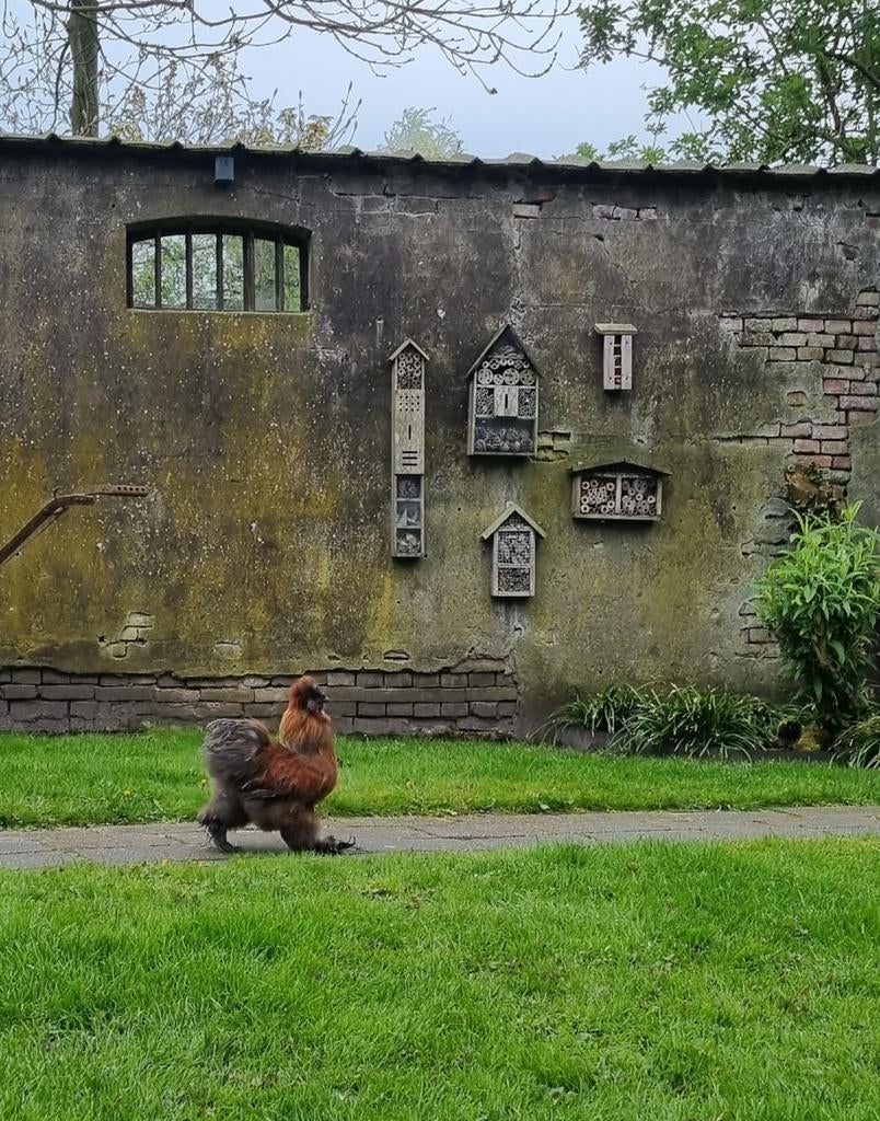 Jong USA Silkie zijdehoen fokhaantje, Dieren en Toebehoren, Pluimvee, Mannelijk, Kip