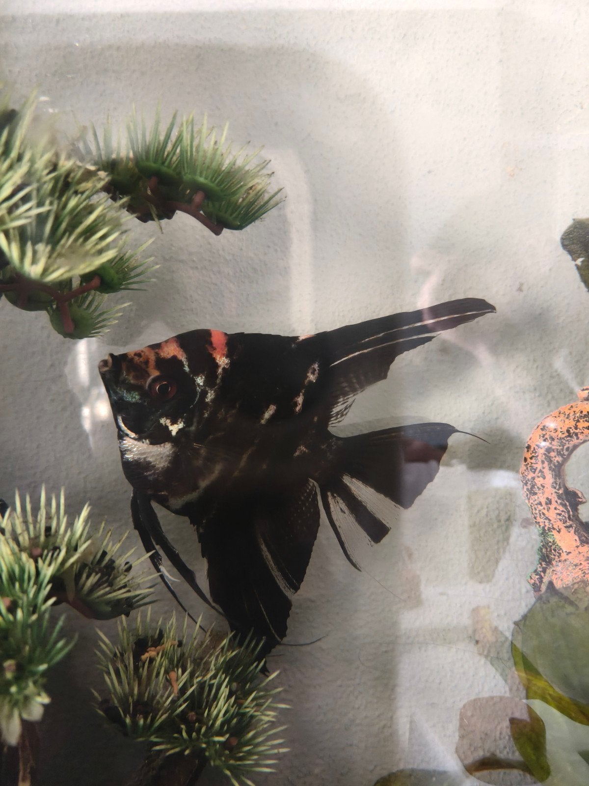 Maanvissen, Ophalen, Zo goed als nieuw, Gevuld zoetwateraquarium