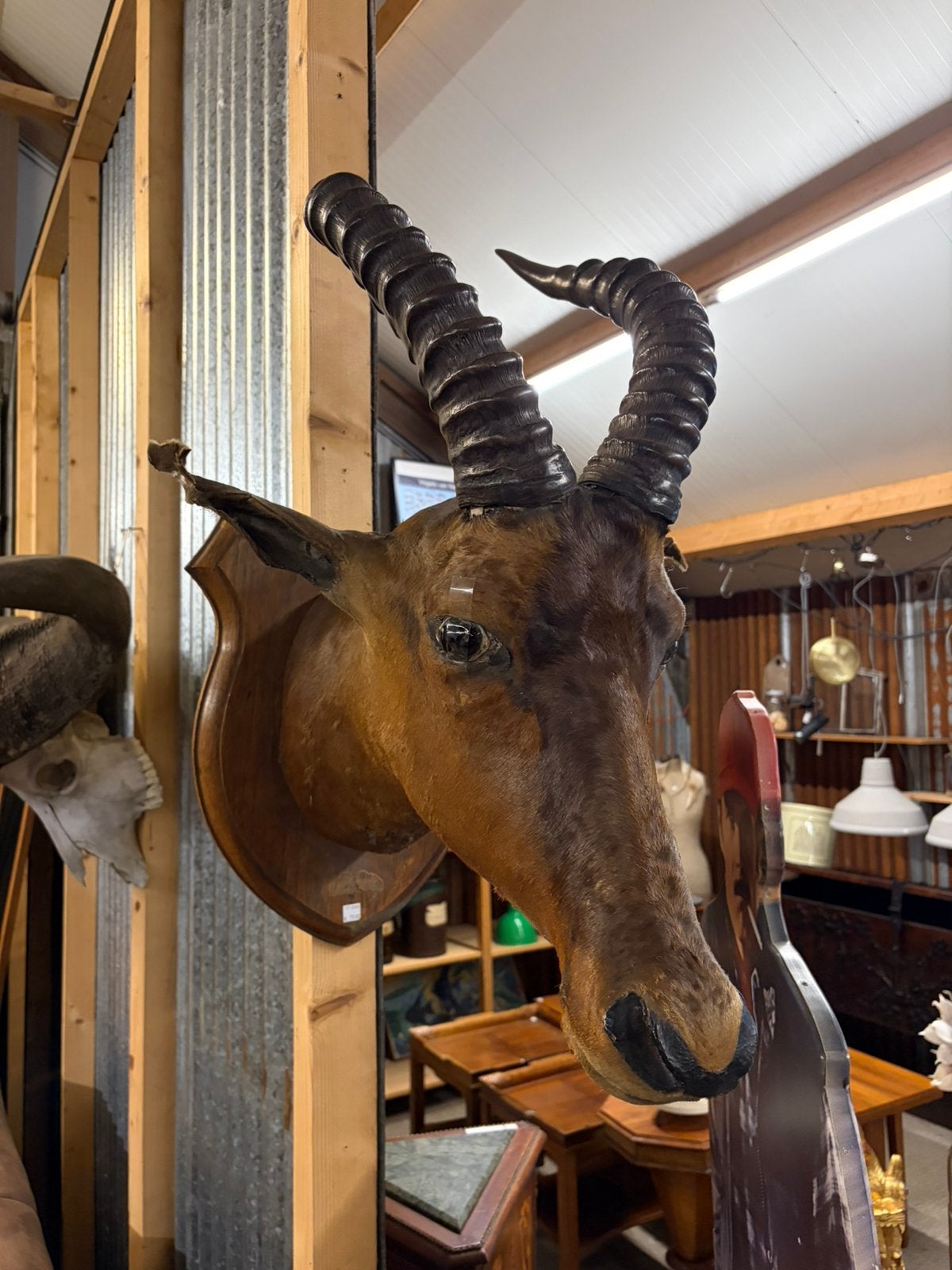 Taxiedermie hartebeest, Ophalen, Beeldje of Figuurtje