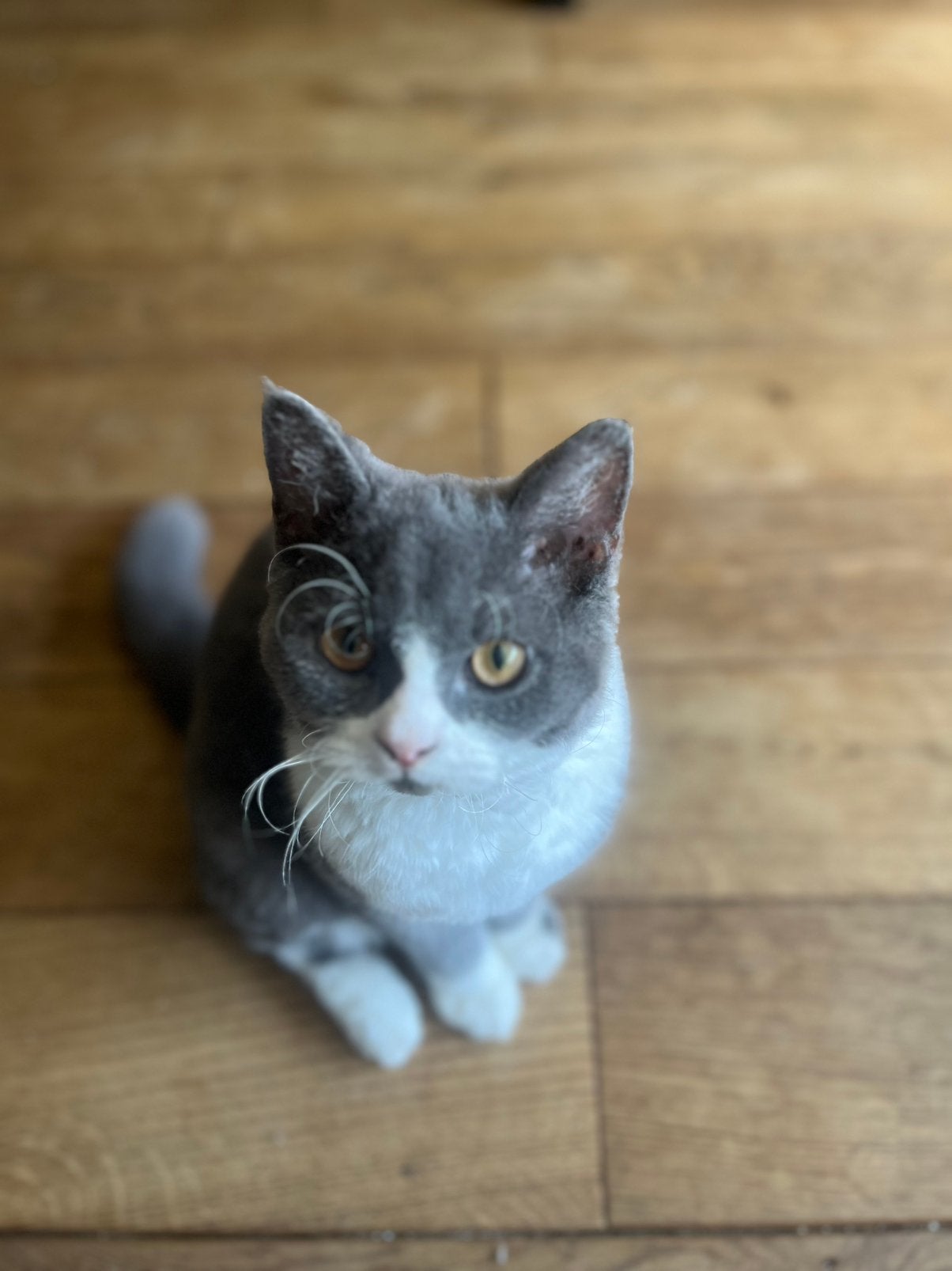 Spoed! Kruising britse korthaar x selkirk rex, Poes, Gechipt, 0 tot 2 jaar