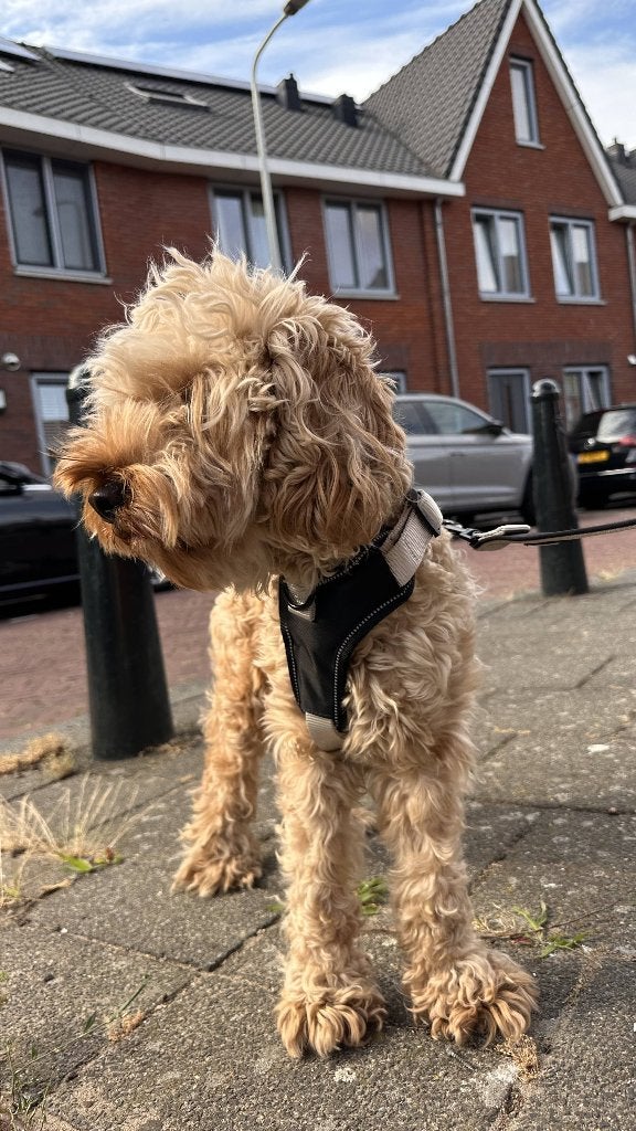 Adopteer mij | Kaya de Cockapoo | 20 maanden oud, 1 tot 2 jaar, Teef, Eén hond, Middel