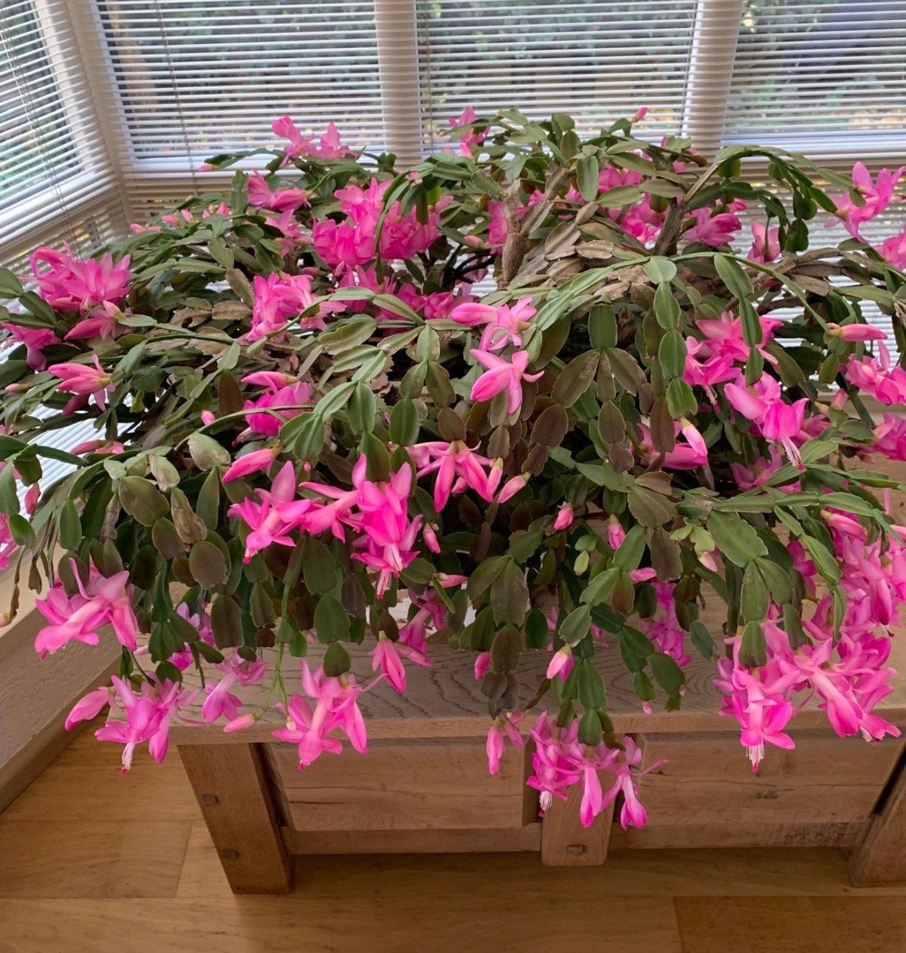 Gratis * bloeiende kerstcactus - Prachtige roze bloemen, Vaste plant, Halfschaduw, Winter, Ophalen