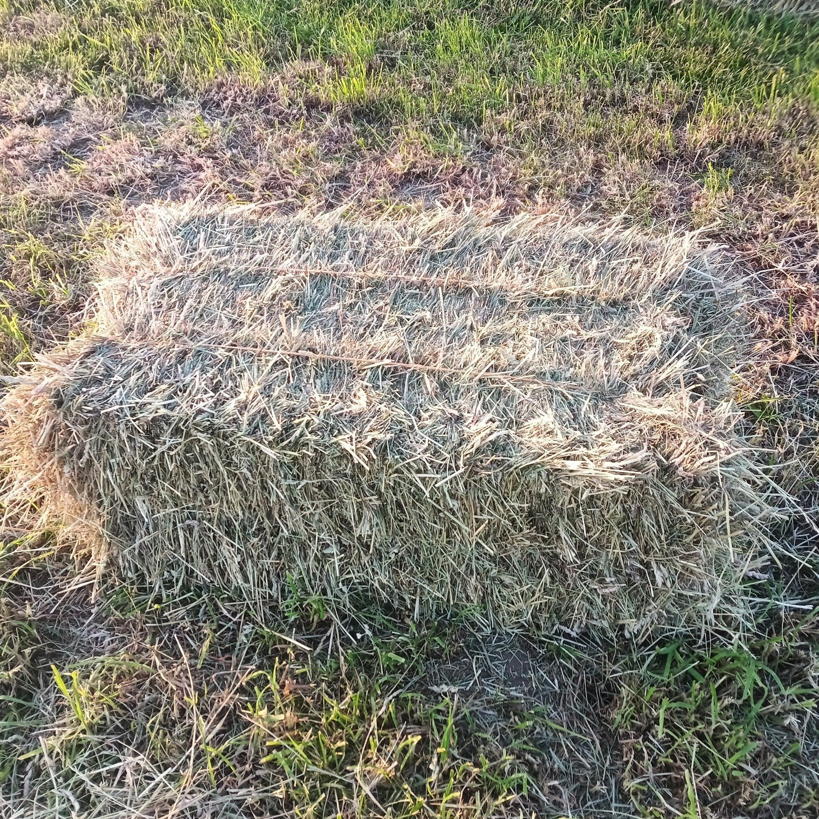 Hooibaaltjes paarden hooi kleine baaltjes, Dieren en Toebehoren, Meerdere dieren, Schaap