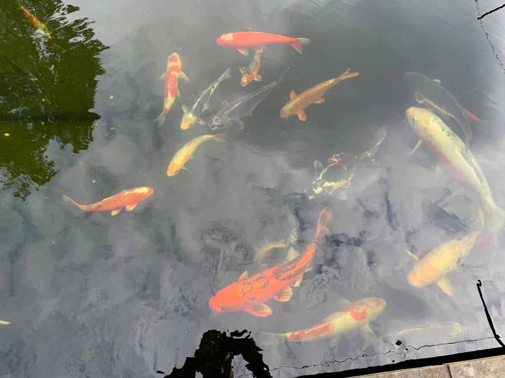 Japanse koi karpers, Dieren en Toebehoren, Karper of Koi